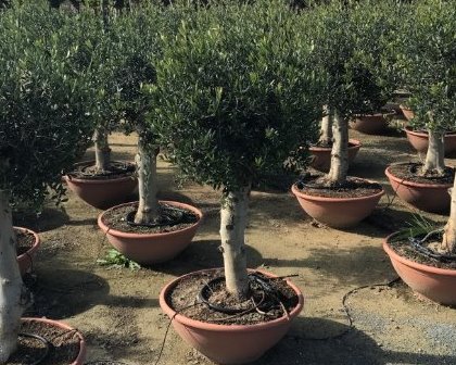 Olea europaea 30-50 bowl pot